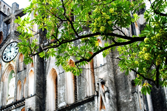 Những loài hoa "gọi" mùa thu về - 2 Những loài hoa "gọi" mùa thu về - 2