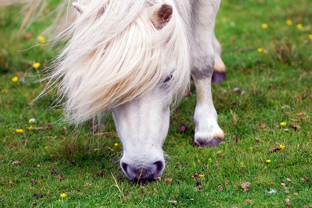 Giống ngựa ở Shetland nổi tiếng trên khắp thế giới với sự thông minh, nhạy bén, được huấn luyện như chó dẫn đường