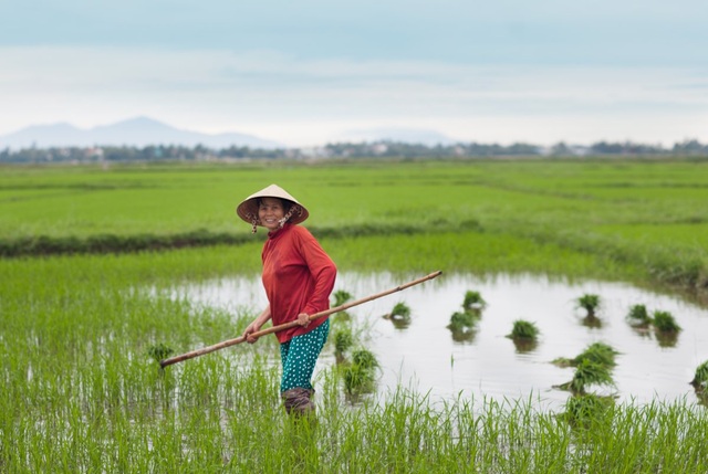 Nét đẹp bình dị mà cuốn hút của phụ nữ khắp nơi trên thế giới - 3 Người phụ nữ đang làm ruộng ở Hội An