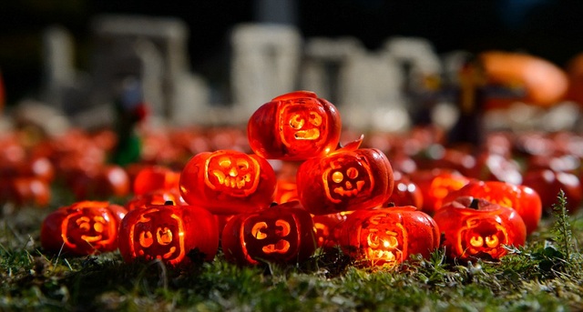 Nơi sở hữu những trái bí ngô nhỏ nhất thế giới chào đón lễ Halloween - 1 Ruộng bí ngô tý hon với những quả có chiều cao chỉ tới 3 cm
