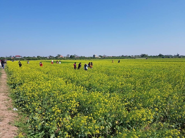 Ngỡ ngàng với cánh đồng hoa cải vàng rực rỡ đẹp bậc nhất Việt Nam - 2 Ngỡ ngàng với cánh đồng hoa cải vàng rực rỡ đẹp bậc nhất Việt Nam - 2