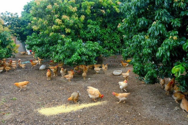 "Gà ăn mày" - món ăn dân dã mà lạ tai - 1 Người ta chọn loại gà thả vườn với thịt săn chắc để làm món ăn