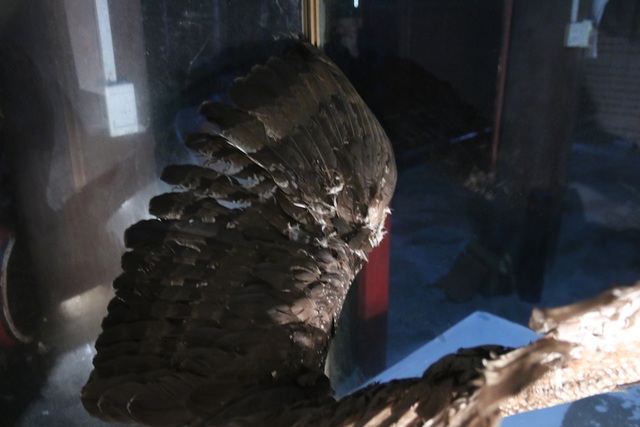 
Chim có sải cánh đến 1,2m, nặng khoảng 4kg, mắt đỏ, mỏ đen, đầu mỏ hơi vàng, chân chì cùng móng vuốt sắc nhọn.

