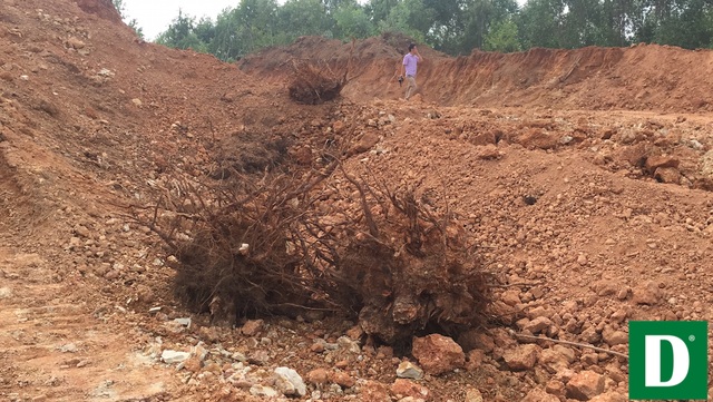 Nghệ An: “Loạn” khai thác đất trái phép - 8 Nhiều gốc cây bị đào bới lên.
