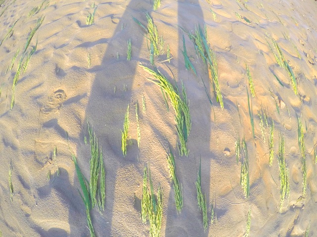 Lúa đang thời kỳ trổ bông đã ngập trong biển bùn và cát.