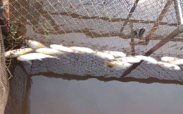 Từ ngày 17/9 cá lồng trên sông Bùng đã bất ngờ chết nổi trắng chưa rõ nguyên nhân.