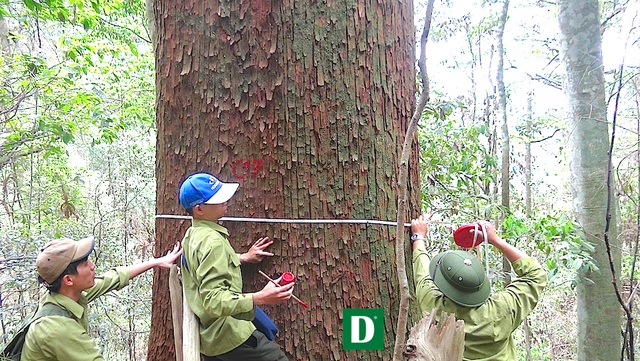 Chiêm ngưỡng quần thể sa mu dầu lớn nhất Việt Nam - 14 Cán bộ của Khu bảo tồn thiên nhiên Pù Hoạt làm công tác kiểm đếm và đánh dấu từng cây sa mu thuộc quần thể cây lớn nhất Việt Nam.