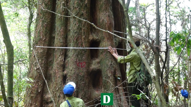 Chiêm ngưỡng quần thể sa mu dầu lớn nhất Việt Nam - 13 Chiêm ngưỡng quần thể sa mu dầu lớn nhất Việt Nam - 13