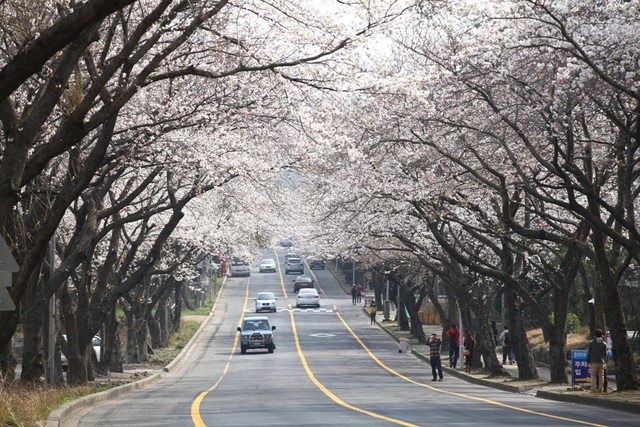 Đắm chìm trong sắc hoa anh đào ở xứ sở kim chi - 4 Con đường hoa anh đào ở Đại học Jeju.