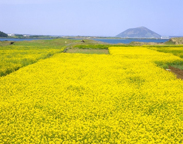 Đắm chìm trong sắc hoa anh đào ở xứ sở kim chi - 5 Thiên đường Đảo Jeju rực rỡ vào mùa hoa.