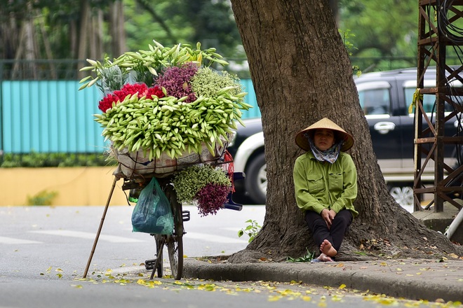 Hoa loa kèn gọi tháng 4 về trên phố Hà Nội