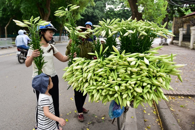 Tháng tư về, hoa loa kèn tinh khôi xuống phố Hà Nội - 15 Tháng tư về, hoa loa kèn tinh khôi xuống phố Hà Nội - 15