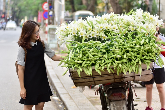 Hoa loa kèn gọi tháng 4 về trên phố Hà Nội