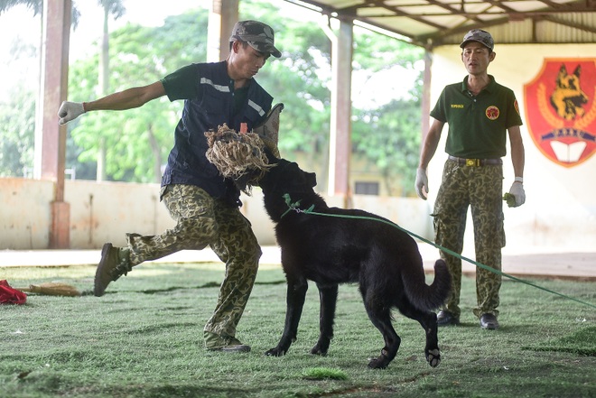 Sau hàng loạt vụ chó tấn công kinh hoàng: Những kinh nghiệm sống còn để thoát hiểm - 15 Sau hàng loạt vụ chó tấn công kinh hoàng: Những kinh nghiệm sống còn để thoát hiểm - 15