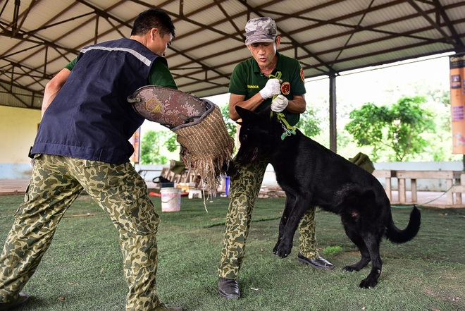 Sau hàng loạt vụ chó tấn công kinh hoàng: Những kinh nghiệm sống còn để thoát hiểm - 14 Sau hàng loạt vụ chó tấn công kinh hoàng: Những kinh nghiệm sống còn để thoát hiểm - 14