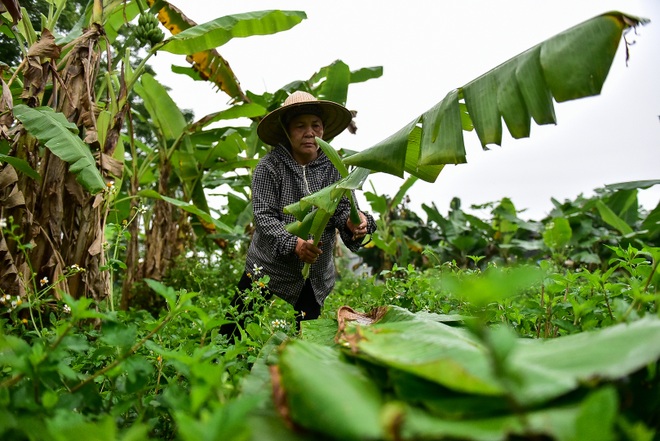 Gặp người phụ nữ hơn 35 năm hái lá chuối mưu sinh - 15 Gặp người phụ nữ hơn 35 năm hái lá chuối mưu sinh - 15