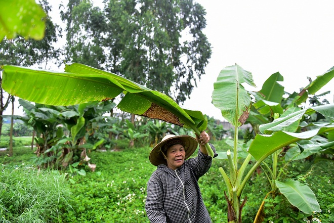Gặp người phụ nữ hơn 35 năm hái lá chuối mưu sinh - 8 Gặp người phụ nữ hơn 35 năm hái lá chuối mưu sinh - 8