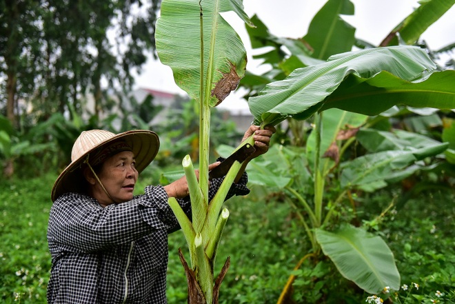 Gặp người phụ nữ hơn 35 năm hái lá chuối mưu sinh - 6 Gặp người phụ nữ hơn 35 năm hái lá chuối mưu sinh - 6