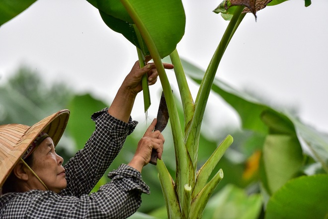 Gặp người phụ nữ hơn 35 năm hái lá chuối mưu sinh - 9 Gặp người phụ nữ hơn 35 năm hái lá chuối mưu sinh - 9