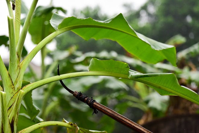 Gặp người phụ nữ hơn 35 năm hái lá chuối mưu sinh - 7 Gặp người phụ nữ hơn 35 năm hái lá chuối mưu sinh - 7