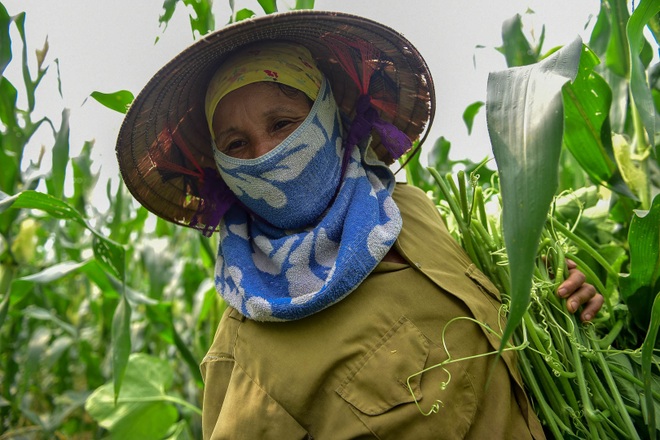 Chị em “bà trùm” rau sạch nơi “đảo hoang” giữa sông Hồng - 5 Chị em “bà trùm” rau sạch nơi “đảo hoang” giữa sông Hồng - 5