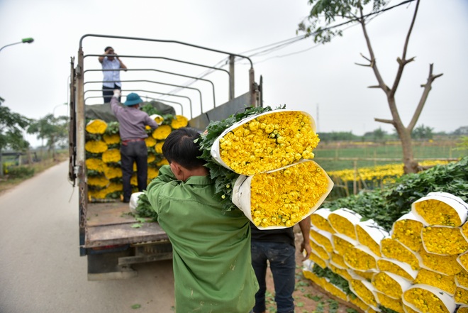 Người dân Tây Tựu rạng rỡ vì trúng vụ hoa cúc Rằm tháng Chạp - 2 Người dân Tây Tựu rạng rỡ vì trúng vụ hoa cúc Rằm tháng Chạp - 2