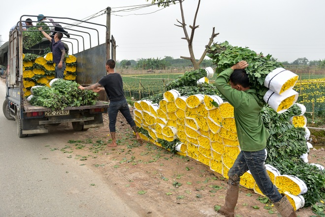 Người dân Tây Tựu rạng rỡ vì trúng vụ hoa cúc Rằm tháng Chạp - 1 Người dân Tây Tựu rạng rỡ vì trúng vụ hoa cúc Rằm tháng Chạp - 1