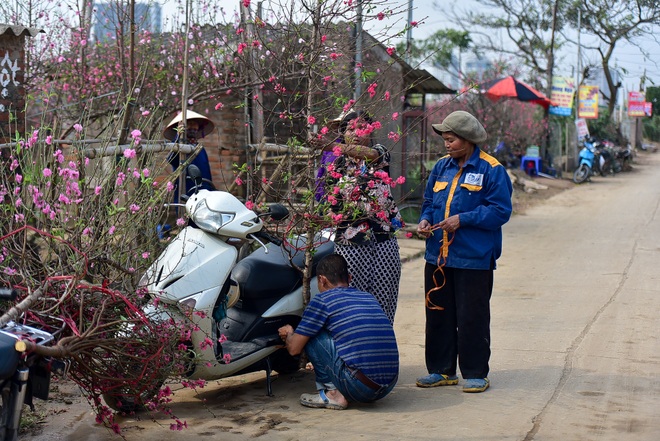 Đào Nhật Tân bung nở, rụng đỏ gốc: Khách kéo nhau chụp ảnh, nông dân thẫn thờ lo trắng tay - 16 Đào Nhật Tân bung nở, rụng đỏ gốc: Khách kéo nhau chụp ảnh, nông dân thẫn thờ lo trắng tay - 16