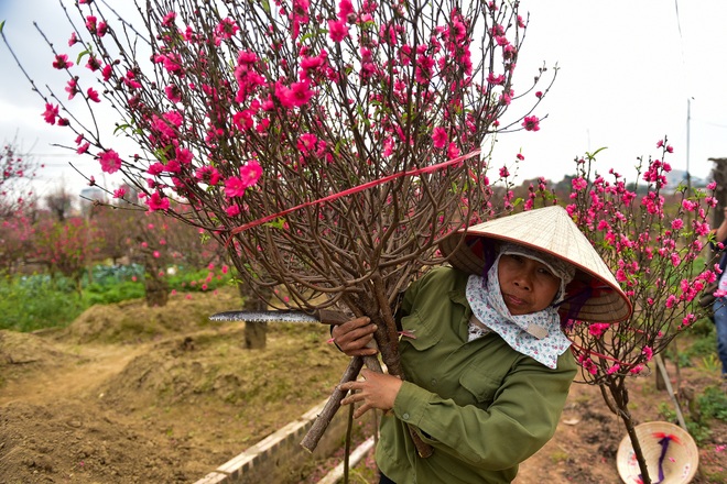 Đào Nhật Tân bung nở, rụng đỏ gốc: Khách kéo nhau chụp ảnh, nông dân thẫn thờ lo trắng tay - 4 Đào Nhật Tân bung nở, rụng đỏ gốc: Khách kéo nhau chụp ảnh, nông dân thẫn thờ lo trắng tay - 4