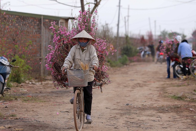 Đào Nhật Tân bung nở, rụng đỏ gốc: Khách kéo nhau chụp ảnh, nông dân thẫn thờ lo trắng tay - 14 Đào Nhật Tân bung nở, rụng đỏ gốc: Khách kéo nhau chụp ảnh, nông dân thẫn thờ lo trắng tay - 14
