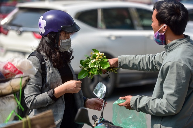 Hà Nội: Nồng nàn hương hoa bưởi đầu mùa - 14