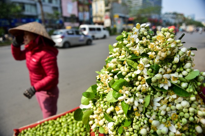 Hà Nội: Nồng nàn hương hoa bưởi đầu mùa - 11