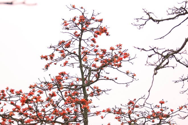 Hoa gạo nhuộm đỏ những góc trời ở ngoại thành Hà Nội - 6
