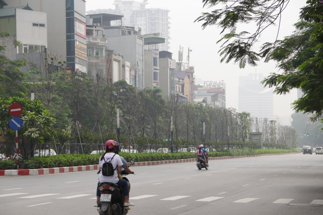 Nắng nóng thiêu đốt hàng trăm cây phong lá đỏ sống như chết khô - 12 Nắng nóng thiêu đốt hàng trăm cây phong lá đỏ sống như chết khô - 12