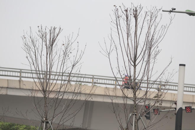 Nắng nóng thiêu đốt hàng trăm cây phong lá đỏ sống như chết khô - 23 Nắng nóng thiêu đốt hàng trăm cây phong lá đỏ sống như chết khô - 23