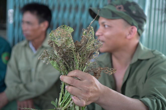 Hà Nội: Sinh vật bé bằng đầu tăm gây đại họa cho người dân ở Mê Linh - 5