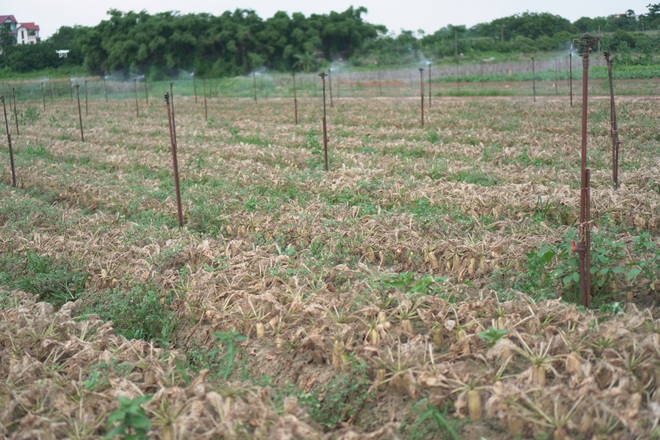 Hà Nội: Sinh vật bé bằng đầu tăm gây đại họa cho người dân ở Mê Linh - 4