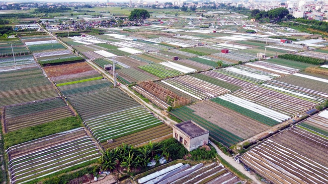 Hoảng hồn nhìn người dân tưới rau bằng nước thải đen ngòm - 15 Hoảng hồn nhìn người dân tưới rau bằng nước thải đen ngòm - 15