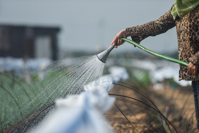 Hoảng hồn nhìn người dân tưới rau bằng nước thải đen ngòm - 12 Hoảng hồn nhìn người dân tưới rau bằng nước thải đen ngòm - 12
