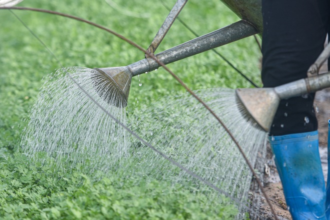 Hoảng hồn nhìn người dân tưới rau bằng nước thải đen ngòm - 13 Hoảng hồn nhìn người dân tưới rau bằng nước thải đen ngòm - 13