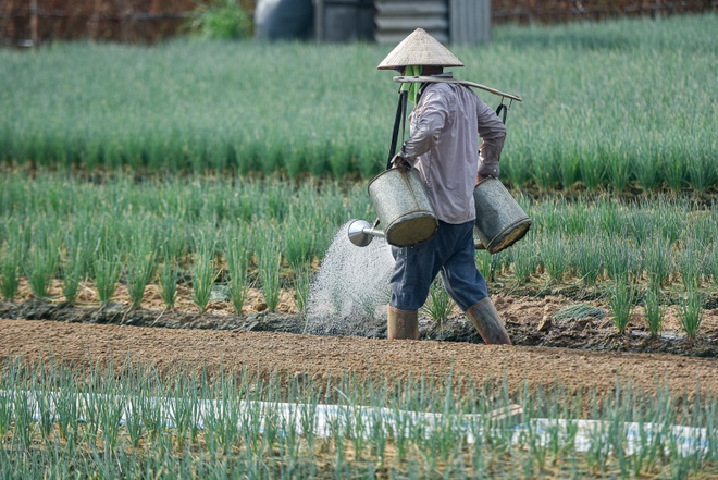 Hoảng hồn nhìn người dân tưới rau bằng nước thải đen ngòm - 9 Hoảng hồn nhìn người dân tưới rau bằng nước thải đen ngòm - 9