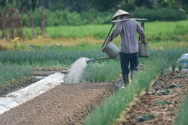 Hoảng hồn nhìn người dân tưới rau bằng nước thải đen ngòm - 8 Hoảng hồn nhìn người dân tưới rau bằng nước thải đen ngòm - 8
