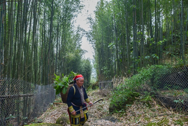 Băng rừng theo người Dao đỏ Sapa đi hái lá thuốc tắm thần dược - 9 Băng rừng theo người Dao đỏ Sapa đi hái lá thuốc tắm thần dược - 9