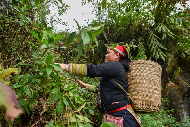 Băng rừng theo người Dao đỏ Sapa đi hái lá thuốc tắm thần dược - 10 Băng rừng theo người Dao đỏ Sapa đi hái lá thuốc tắm thần dược - 10
