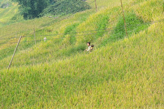 Đi săn mùa vàng ở Sa Pa - 4 Đi săn mùa vàng ở Sa Pa - 4