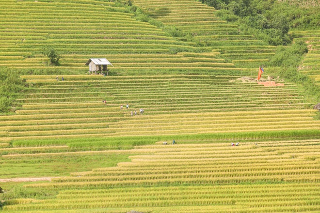 Đi săn mùa vàng ở Sa Pa - 5 Đi săn mùa vàng ở Sa Pa - 5