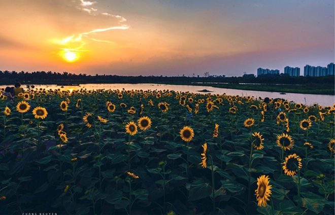Ngắm cánh đồng hoa hướng dương rực rỡ, trải thảm vàng trong KĐT Ecopark - 5 Ngắm cánh đồng hoa hướng dương rực rỡ, trải thảm vàng trong KĐT Ecopark - 5