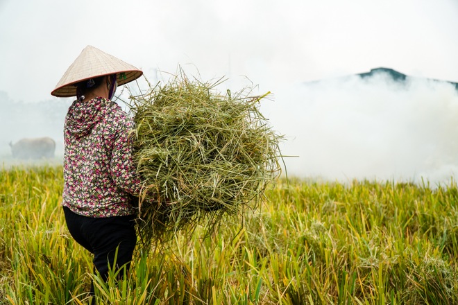 Cảnh đốt rơm rạ khiến Hà Nội mịt mù trong khói - 6