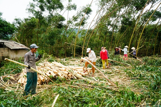 Nông dân Huế hối hả thu hoạch keo lá tràm chạy bão - 3 Nông dân Huế hối hả thu hoạch keo lá tràm chạy bão - 3