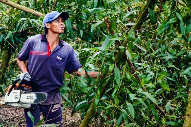 Nông dân Huế hối hả thu hoạch keo lá tràm chạy bão - 12 Nông dân Huế hối hả thu hoạch keo lá tràm chạy bão - 12